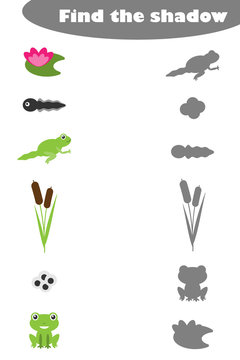Find the shadow, game for children frog life cycle and pond in cartoon style, education game for kids, preschool worksheet activity, task for the development of logical thinking, vector illustration