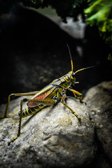 grasshopper on a rock
