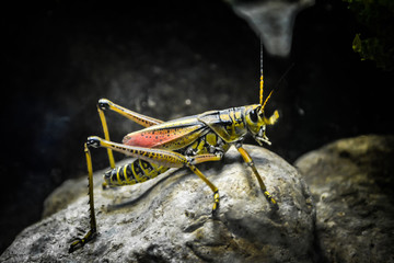grasshopper on a rock