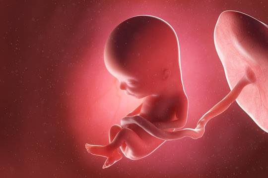 3d rendered medically accurate illustration of a fetus at week 13