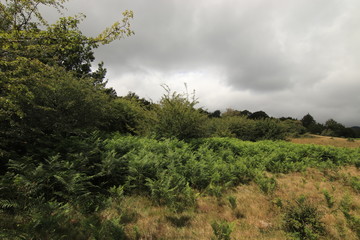 Selva Irati Pais Vasco