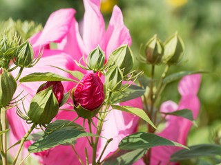 Obraz na płótnie Canvas (Hibiscus moscheutos) Der Sumpfeibisch oder Roseneibisch. Riesige Rosa blüten nur einen Tag lang