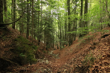 Selva Irati Pais Vasco