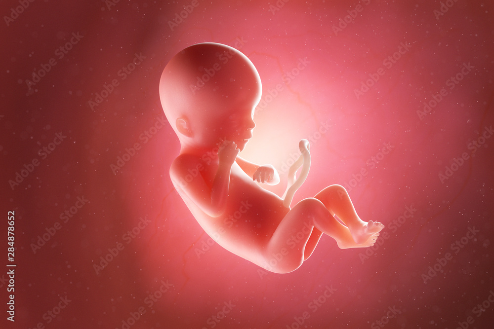 Wall mural 3d rendered medically accurate illustration of a fetus at week 19