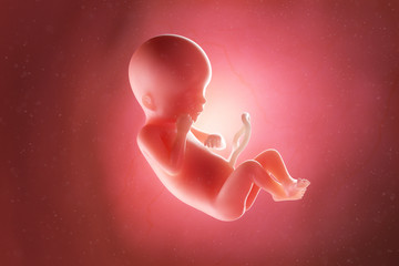 3d rendered medically accurate illustration of a fetus at week 19