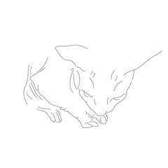 Cute, silhouette, beautiful pet cat  