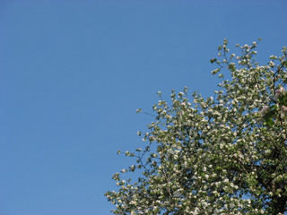 branch of a tree against blue sky