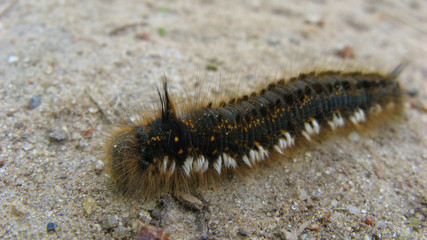 caterpillar 
