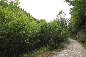 Selva Irati Pais Vasco