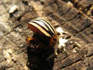 Colorado potato beetle is lying on the stump