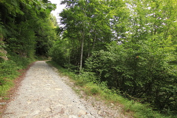 Selva Irati Pais Vasco