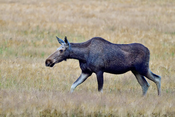 Moose cow mom on the pasture.