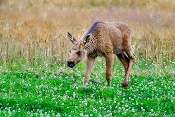 Moose calf has arrived to the late night buffet at the clover field.