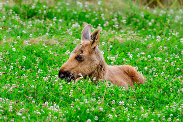 Moose calf is so tired that it has to lay down on top of the food.