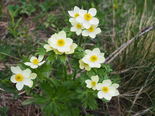 Beautiful flowers in the mountains landscape close up. Focused Wild Alpine flowers close-up on the background of green grass. Fresh Alpine flowers macro in summer.