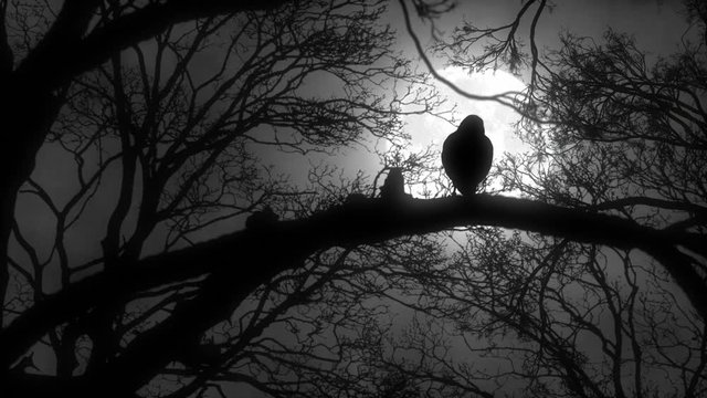 Silhouette of a crow sitting on tree branch with full moon behind Black & White
