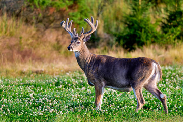Naklejka na ściany i meble White-tailed deer buck looking regal.