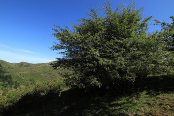 Selva Irati