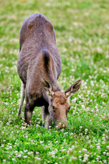 Moose cow is kneeling to get easier access to the food