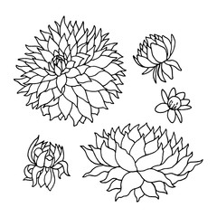 peony flower floral set vector illustration design hand drawing
