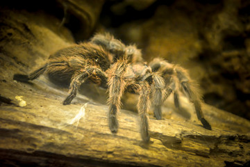 Large spider