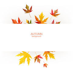 Maple leaves. Autumn background. Red. Yellow. Green. Vector illustration.