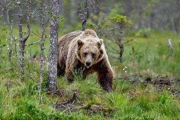 "Visitor is coming". Brown bear is doing nightly patrol at the swamp.