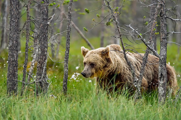 Brown bear wandering in the forest at night.