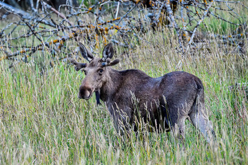 Young Moose bull grazing on the hayfield