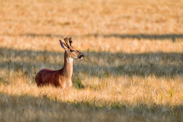 White-tailed deer is enjoying of the sunset in the barleyfield.