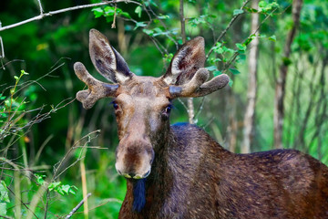 Young Moose bull grazing in the forest.