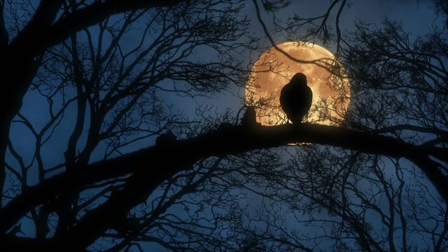Silhouette of a crow sitting on tree branch with full amber moon behind