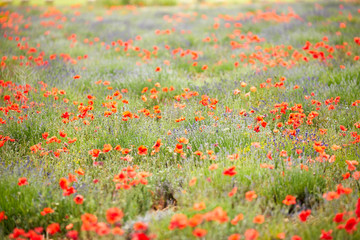 Beautiful red poppy and purple flower field in Provance sunny day 