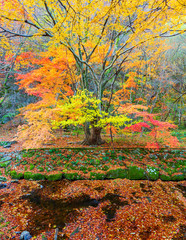 Obraz na płótnie Canvas Autumn at Naejangsan Nationnal Park,South Korea