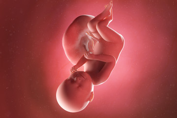 3d rendered medically accurate illustration of a fetus at week 38