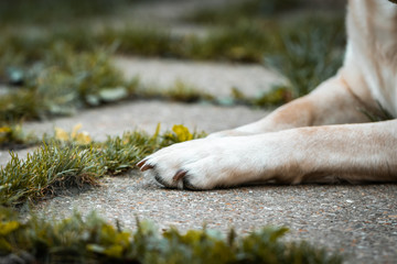 Dog Paw On Ground