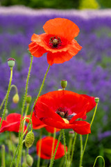 Red poppies in a field of purple lavender. Portrait orientation, focus on bottom flower