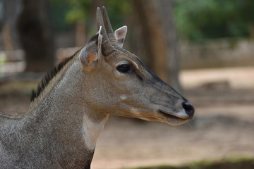 nilgai or blue bull