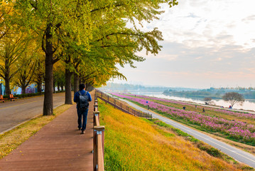 Autumn at Asan Gingko Tree Road in Seoul,South Korea..