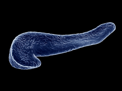 3d rendered medically accurate illustration of the pancreas