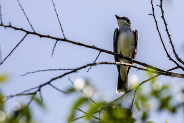 Eastern Kingbird