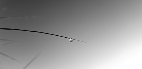 Tautropfen  © Kirsten