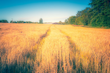 Finnish barley field. Photo from Sotkamo, Finland.
