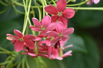 red flower on forest tree