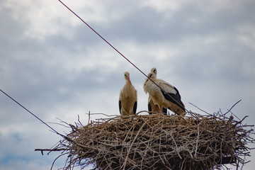 Birds storks in the nest on the electric pole