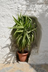 Pot on white wall in Casares, Andalusia, Spain