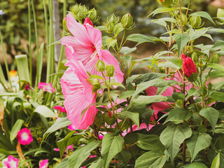 (Hibiscus moscheutos) Der Sumpfeibisch oder Roseneibisch. Riesige Rosa blüten nur einen Tag lang