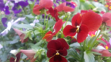 Closeup view of colorful flowers with green leaves in the background