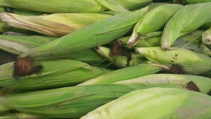 Closeup view of corncob surrounded with green leaves
