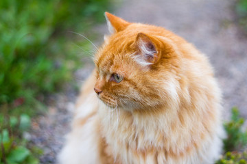 Naklejka na ściany i meble beautiful fluffy red cat sitting on the path in the garden and looking away, close-up